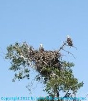 Eagle nest near Silver Bay