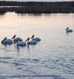 Picture of a lone pelican, apart from the crowd
