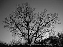 The inspiration for the book title